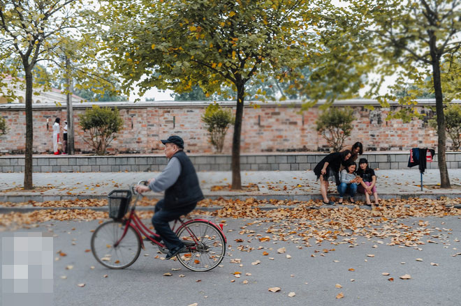 17 ngày nữa là hết năm, người Hà Nội ngỡ ngàng bắt gặp hoa ban trái mùa khoe sắc trong giá rét
